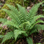 Set of 3 or 6 Soft Shield Fern Polystichum Setiferum Plants, Hardy Evergreen Shade Loving Perennial Ferns, Outdoor Garden Ready, 1 Litre / 11cm Root-Ball