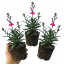 Lobelia Starship Deep Rose Upright Plants (Set of 3 or 6)