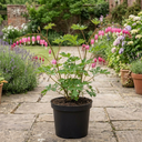 Dicentra Spectabilis Bleeding Heart Plants