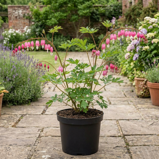 Arching stems hung with pink and white heart-shaped flowers above divided green foliage in a black pot