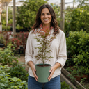 3 Litre Red Acer Tree, Japanese Maple Plant, Nursery Pots