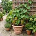 Grape Vine Vitis Centennial White Seedless Plants