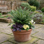 Set of 3 or 6 Soft Shield Fern Polystichum Plumosum Densum Plants, Hardy Evergreen Perennial, 1 Litre Root Ball