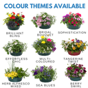 7 Colour Coordinated Plants - Sea Blues Theme Speedplanter, Garden Ready