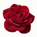 Red Blooms Plant (3L Pot)