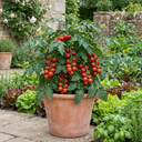Tomato Cocktail Crush Variety Plants (Set of 3 or 6)