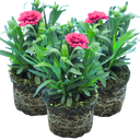 Dianthus Oscar Purple Wings Plants (Set of 3 or 6)