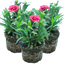 Set of 3 or 6 Large Plants - Dianthus Oscar Purple Wings, Outdoor Garden Ready