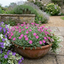 3 Silene Schafta Hardy Perennial Plants, Pink Flowering Ground Cover for Rockery, 1 Litre Root Ball