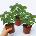 Strawberry Delizz Variety Plants (Set of 3 or 6)