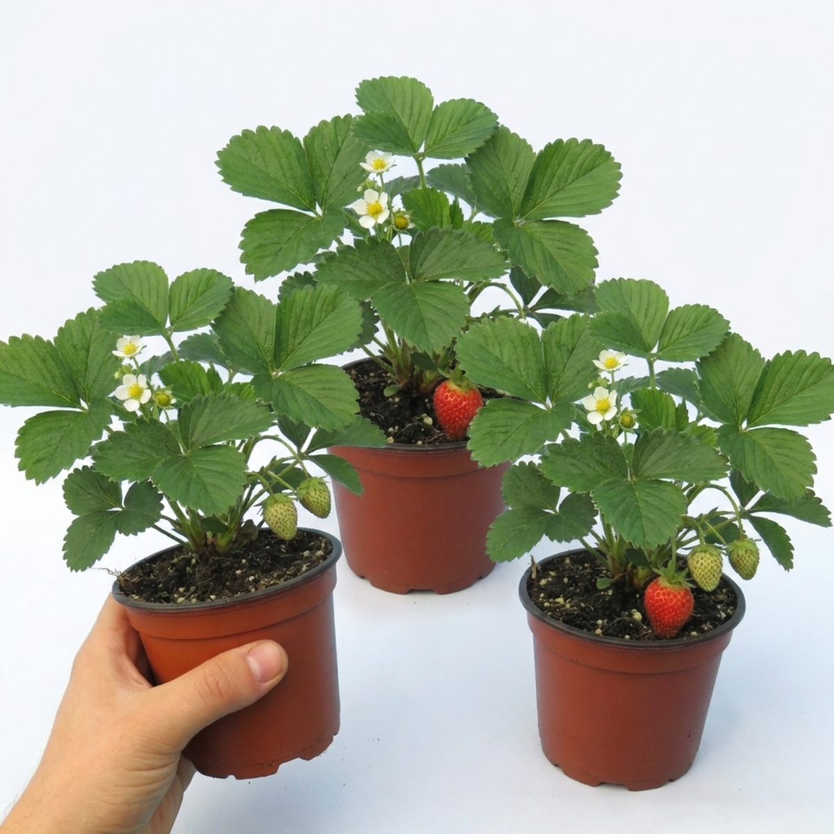 Strawberry 'Delizz' – Everbearing Strawberry (Set of 3 or 6)