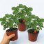 Set of 3 or 6 Large Plants - Strawberry Delizz Variety, Outdoor Garden Ready, 1L