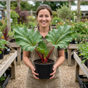 Rhubarb Timperley Early Plants