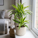 Dracaena Lemon Lime Dragon Tree Plants