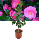 Outdoor Garden Ready Plant Plant (3L Pot)