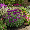 Dianthus Oscar Purple Star Plants (Set of 3 or 6)