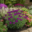 Set of 3 or 6 Large Plants - Dianthus Oscar Purple Star, Outdoor Garden Ready