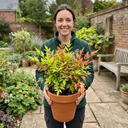 Nandina Gulf Stream Heavenly Bamboo Plant (3L Pot)
