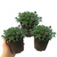 Set of 3 or 6 Thymus Precompa Thyme Herb Plants, Hardy Perennial Culinary Herb, Outdoor Garden Ready, 1 Litre Root-Ball