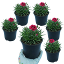 Dianthus Oscar Plants (Set of 3 or 6)