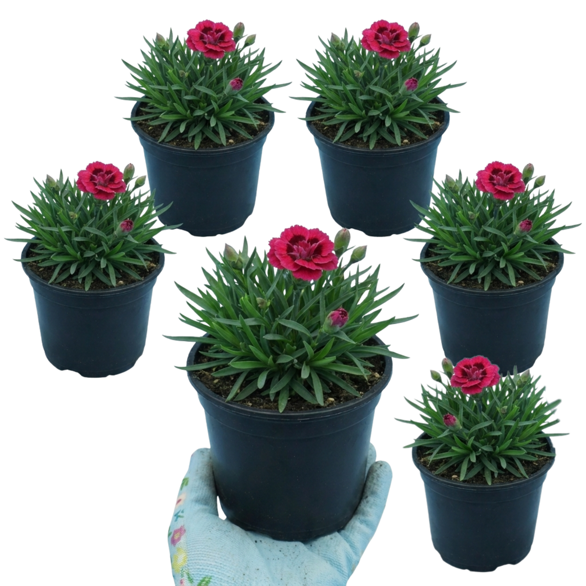 Dianthus 'Oscar' (Garden Pink) – Hardy Perennial (Set of 3 or 6)