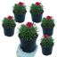 Set of 3 or 6 Large Plants - Dianthus Oscar, Outdoor Garden Ready