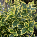 Euonymus Aureomarginatus Plant (2L Pot)