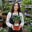 1 Summerlast Tomato Plant, Fresh & Live, Outdoor Garden Ready, Grow Your Own Tomatoes, 2Ltr Root-Ball