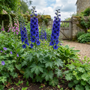 Delphinium Dark Blue Black Bee Tall Plants (Set of 3 or 6)