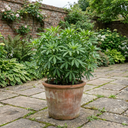 Choisya Greenfingers Shrub Plant (3L Pot)