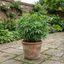 1 Choisya Greenfingers Shrub, Hardy Evergreen Mexican Orange Blossom Plant, 19cm 3L Root-Ball