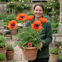 Papaver Orientale Turkenlouis Plants