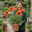 1 Papaver Orientale Turkenlouis Plant, Red Hardy Oriental Poppy Perennial, 3 Litre Root Ball