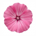 Lavatera Bredon Springs Tree Mallow Plant (2L Pot)