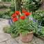 Set of 3 or 6 Papaver orientale ‘Brilliant’ Hardy Perennial Red Poppy Plants, Outdoor Garden Ready, 1 Litre Root-Ball