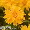 Coreopsis Double The Sun Plant