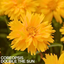 Coreopsis Double The Sun