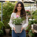 3Ltr Pink Patio Rose Bush, Outdoor Garden Ready, Pots