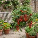 Tomato Cherry Falls Variety Plants (Set of 3 or 6)