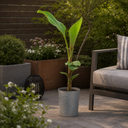 Banana Tree 3L (100–120 cm Tall)