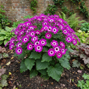 Senetti Magenta Bicolour Pericallis Plants