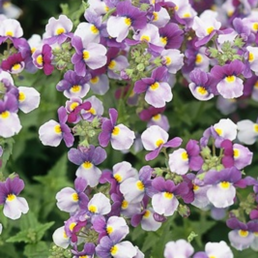 Nemesia 'Nuvo Purple Bicolour' – Scented Summer Bedding (Set of 3 or 6)