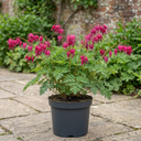 Dicentra Luxuriant Bleeding Heart Plants