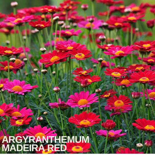 Drift of crimson and cerise marguerite daisies with yellow centres on slender stems, caption overlaid