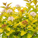 Physocarpus Raspberry Lemonade Ninebark Plants