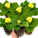 Primrose Cream Plants (Set of 3 or 6)
