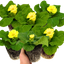 Set of 3 or 6 Outdoor Garden Ready Plants - Primrose Cream, 10.5 cm Rootball