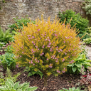 Diosma Sunset Gold Plants