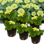 Set of 3 or 6 Large Plants - Primrose Sweet 16, Ready to Plant in Your Garden, 1L Rootballs