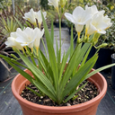 Freesia White River Perennial Plants